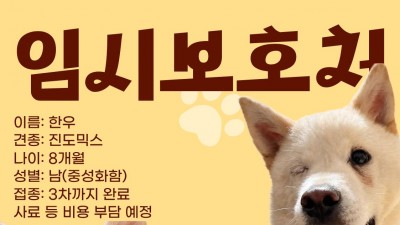 [임시보호처 급구] 진도믹스 8개월 &#039;한우&#039;의 임시보호처를 찾습니다.